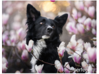 Perfeo Коврик для компьютерной мыши "Dog", Рис.3 (240*200*2 мм), ткань+резиновое основание /100