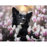 Perfeo Коврик для компьютерной мыши "Dog", Рис.3 (240*200*2 мм), ткань+резиновое основание /100