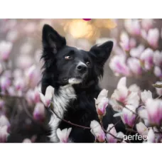 Perfeo Коврик для компьютерной мыши "Dog", Рис.3 (240*200*2 мм), ткань+резиновое основание /100