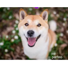 Perfeo Коврик для компьютерной мыши "Dog", Рис.8 (240*200*2 мм), ткань+резиновое основание /100 Perfeo Коврик для компьютерной мыши "Dog", Рис.8 (240*200*2 мм), ткань+резиновое основание /100