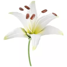 Штекер садовый "Лилия Аполло"