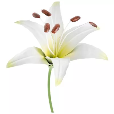 Штекер садовый "Лилия Аполло"