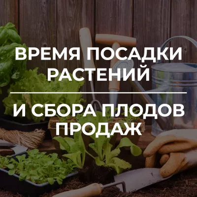 Весенний подъем: Эффективные инструменты и товары для ухода за садом и огородом Весенний подъем: Эффективные инструменты и товары для ухода за садом и огородом